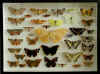 Část mé sbírky motýlů